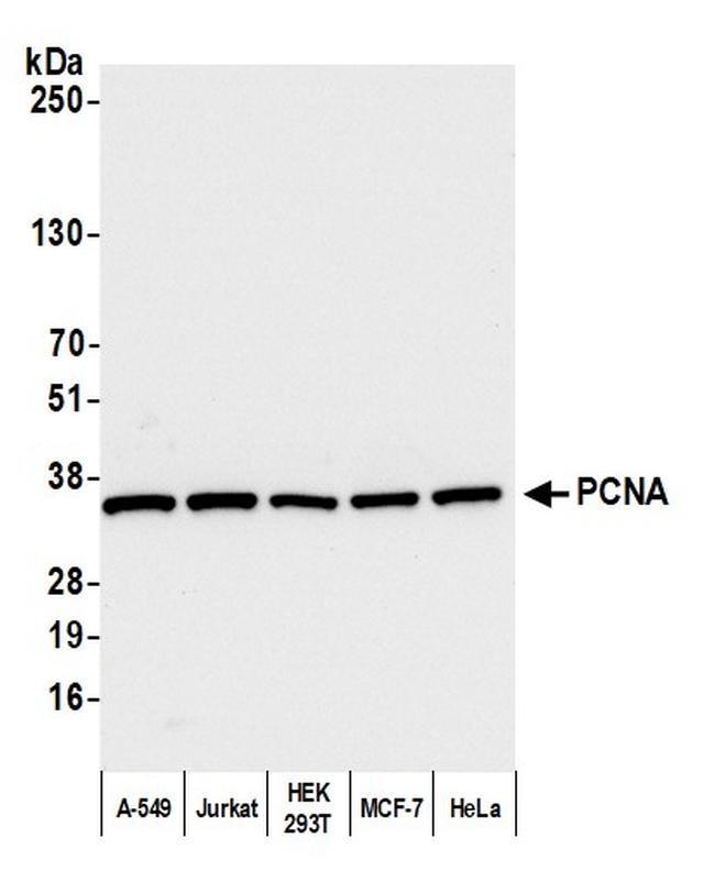PCNA Polyclonal Antibody (A300277A)