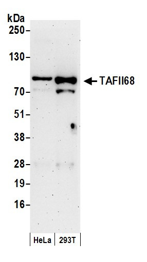TAFII68 Antibody in Western Blot (WB)
