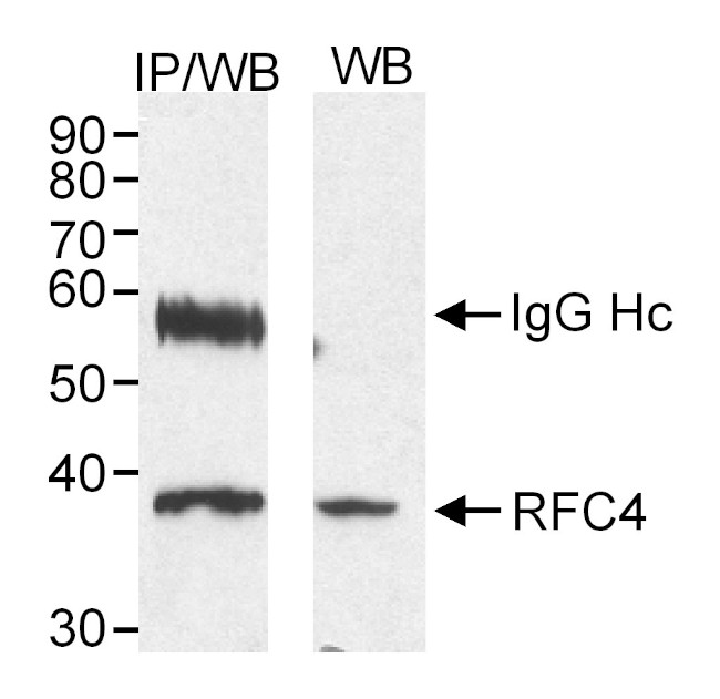 RFC4 Antibody in Western Blot (WB)