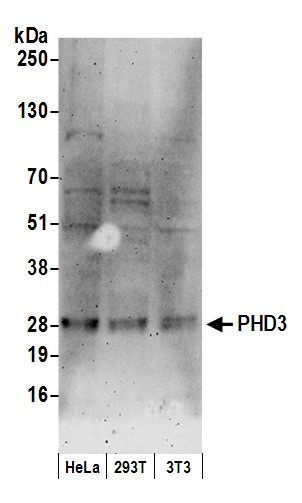 PHD3 Antibody in Western Blot (WB)