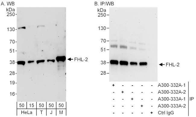 FHL2 Antibody in Western Blot (WB)