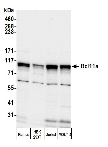 Bcl11a Antibody in Western Blot (WB)