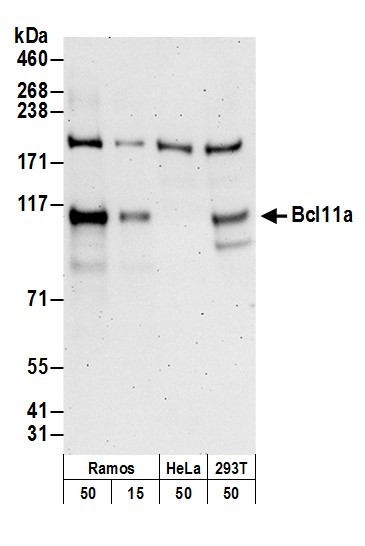 Bcl11a Antibody in Western Blot (WB)