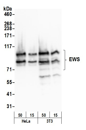 EWS Antibody in Western Blot (WB)