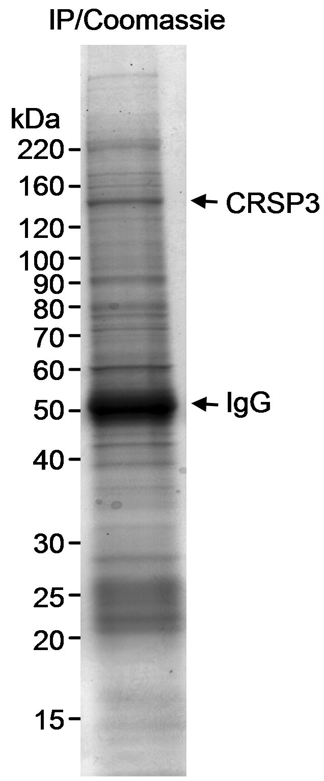 CRSP3 Antibody in Immunoprecipitation (IP)