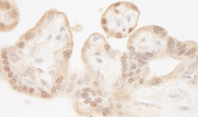 MST1-2/STK3-4 Antibody in Immunohistochemistry (Paraffin) (IHC (P))