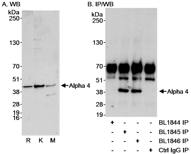Alpha-4 Antibody in Western Blot (WB)