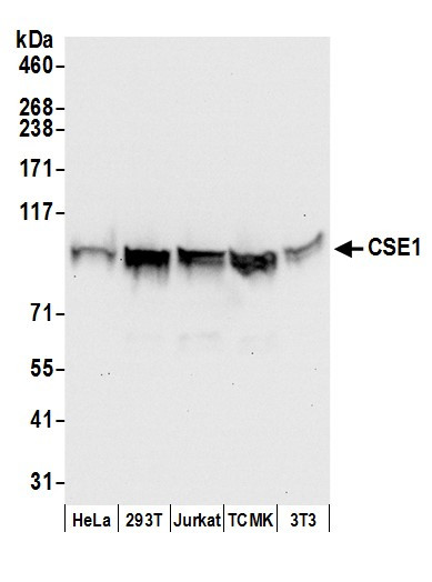 CSE1 Antibody in Western Blot (WB)