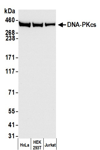 DNA-PKcs Antibody in Western Blot (WB)
