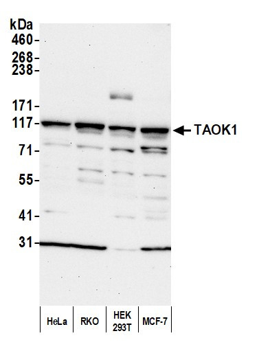 TAOK1 Antibody in Western Blot (WB)