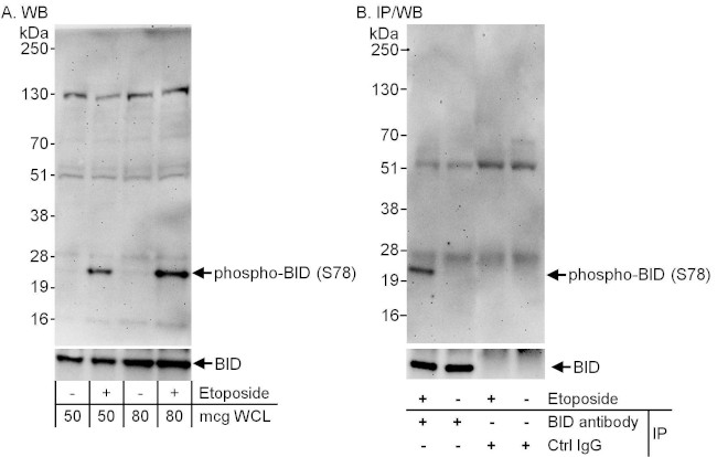 Phospho-BID (Ser78) Antibody in Western Blot (WB)