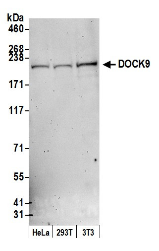 DOCK9 Antibody in Western Blot (WB)