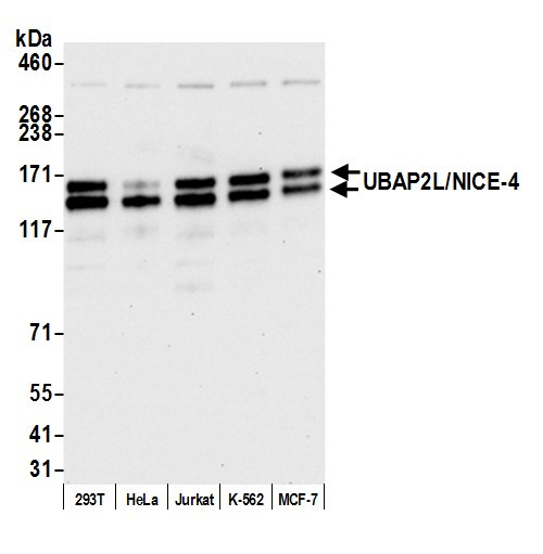 UBAP2L/NICE4 Antibody in Western Blot (WB)