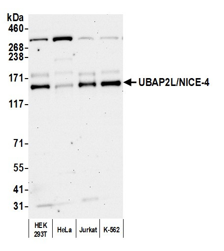 UBAP2L/NICE4 Antibody in Western Blot (WB)