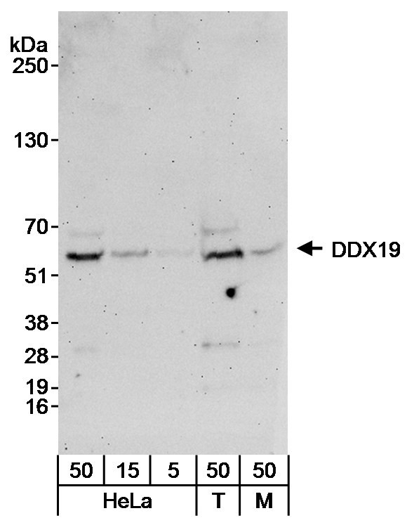 DDX19 Antibody in Western Blot (WB)