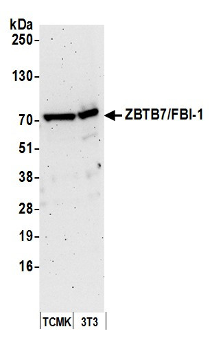 ZBTB7/FBI-1 Antibody in Western Blot (WB)