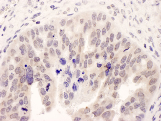 NMI Antibody in Immunohistochemistry (Paraffin) (IHC (P))