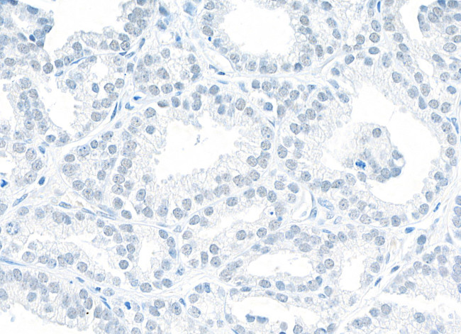 NONO Antibody in Immunohistochemistry (Paraffin) (IHC (P))