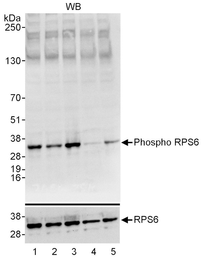 Phospho-RPS6 (Ser235, Ser236) Antibody in Western Blot (WB)