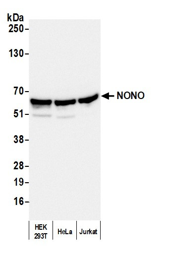 NONO Antibody in Western Blot (WB)