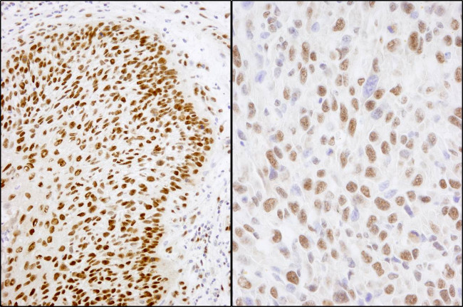Matrin 3 Antibody in Immunohistochemistry (Paraffin) (IHC (P))