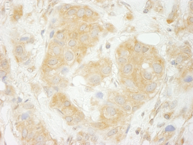 Sec23IP/MSTP053 Antibody in Immunohistochemistry (Paraffin) (IHC (P))