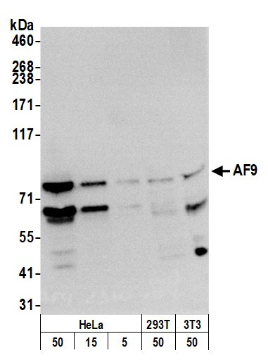 AF9 Antibody in Western Blot (WB)