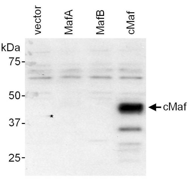 c-Maf Antibody in Western Blot (WB)