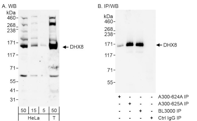 DHX8 Antibody in Western Blot (WB)