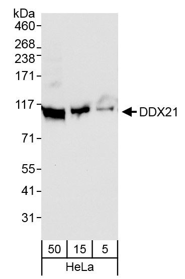 DDX21 Antibody in Western Blot (WB)