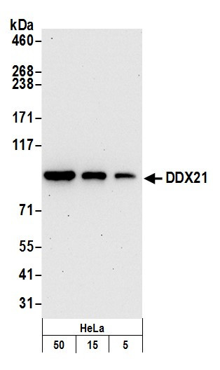 DDX21 Antibody in Western Blot (WB)