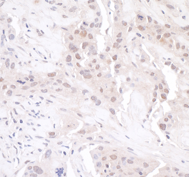 GAPDH Antibody in Immunohistochemistry (Paraffin) (IHC (P))