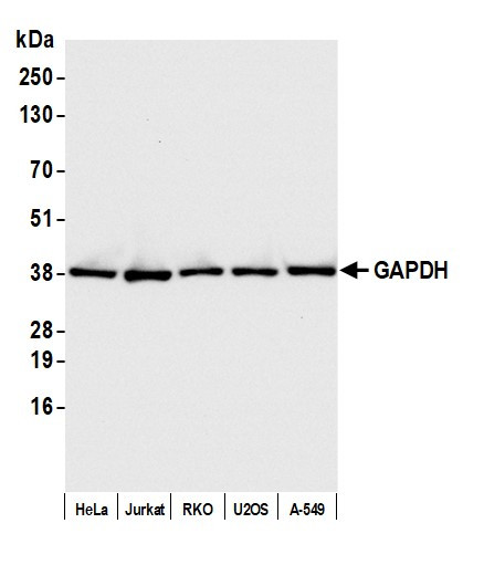 GAPDH Antibody in Western Blot (WB)