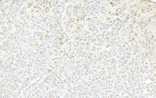 GAPDH Antibody in Immunohistochemistry (Paraffin) (IHC (P))
