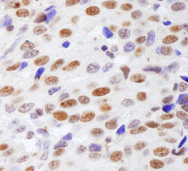 Histone H4 Antibody in Immunohistochemistry (Paraffin) (IHC (P))