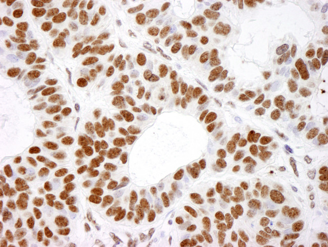 Histone H4 Antibody in Immunohistochemistry (Paraffin) (IHC (P))