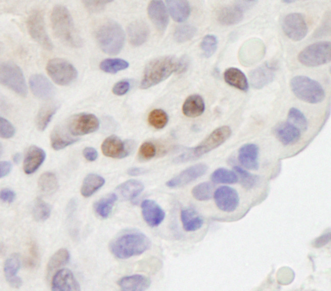 MAML2 Antibody in Immunohistochemistry (Paraffin) (IHC (P))