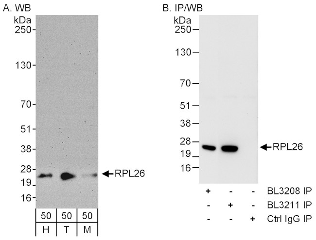 RPL26 Antibody in Western Blot (WB)