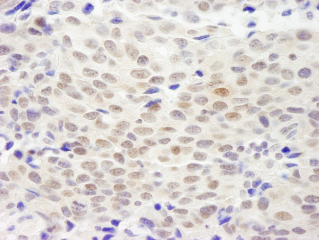 XLF Antibody in Immunohistochemistry (Paraffin) (IHC (P))