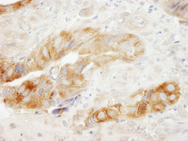 eEF1G Antibody in Immunohistochemistry (Paraffin) (IHC (P))