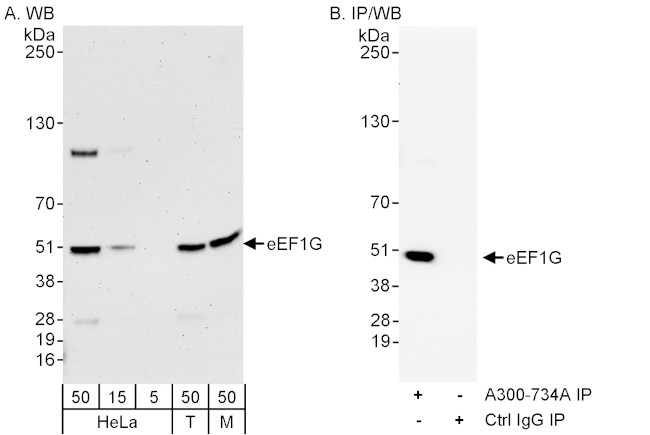 eEF1G Antibody in Western Blot (WB)