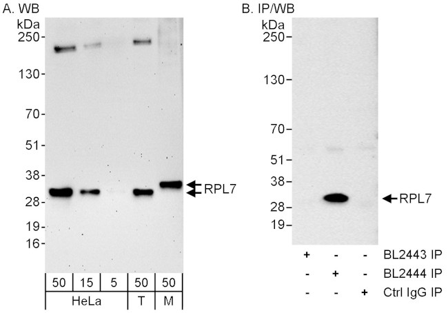 RPL7 Antibody in Western Blot (WB)