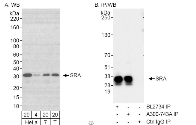 SRA Antibody in Western Blot (WB)