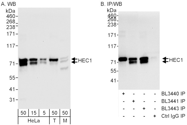 HEC1 Antibody in Western Blot (WB)
