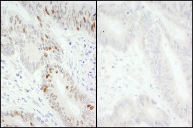 Phospho-MCM2 (Ser40, Ser41) Antibody in Immunohistochemistry (Paraffin) (IHC (P))