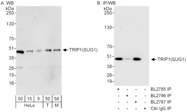 TRIP1/SUG1 Antibody in Western Blot (WB)