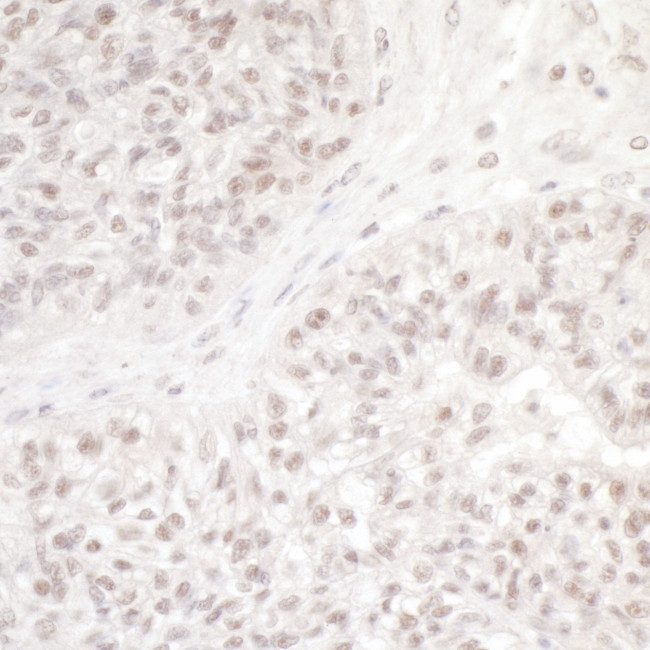 DC8 Antibody in Immunohistochemistry (Paraffin) (IHC (P))
