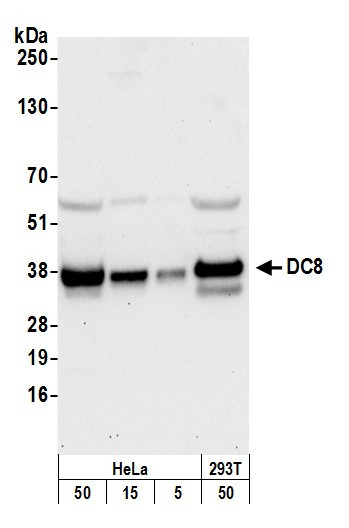 DC8 Antibody in Western Blot (WB)