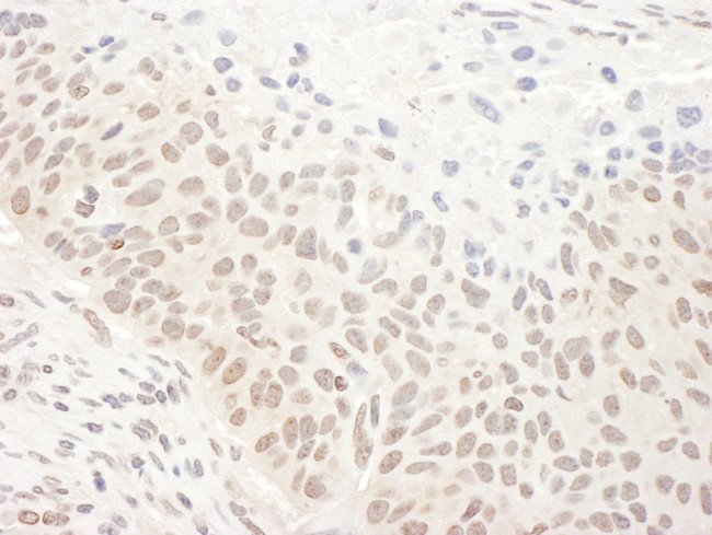 DHX33 Antibody in Immunohistochemistry (Paraffin) (IHC (P))