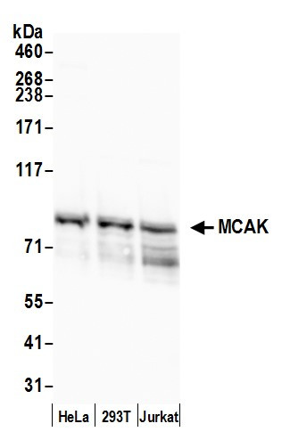 MCAK Antibody in Western Blot (WB)